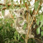 Koala In A Eucalyptus Tree Stock Photo