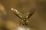 Bee Fly (villa Hottentotta) Stock Photo