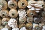 Organic Mushroom Farm Stock Photo