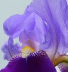 Iris Flower Stock Photo