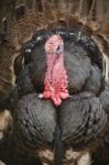 Male Turkey Stock Photo