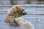 Polar Bear (ursus Maritimus) Stock Photo