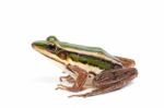 Green Frog Stock Photo