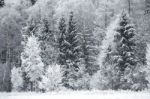 Frost On The Trees At The Forest Edge Stock Photo