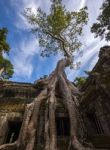 Angkor Ta Prohm In Cambodia Stock Photo