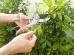 Hands Are Cut Bush Clippers Stock Photo