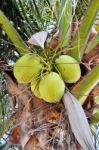 Green Coconut Stock Photo