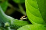 Skink In Garden Stock Photo