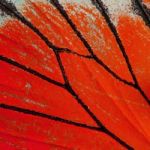 Butterfly Wing Stock Photo