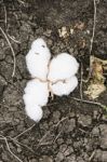 Cotton Field In The Countryside Stock Photo