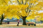 Woman Take A Photo At Autumn In Gyeongbokgung Stock Photo