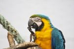 Blue-and-yellow Macaw Stock Photo