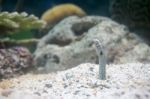 Spotted Garden Eel Stock Photo