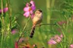 Birds In Nature Stock Photo