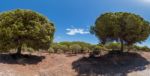 Stone Pine Trees (pinus Pinea)  Over A Blue Sky Stock Photo