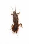 Mole Cricket Stock Photo