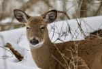 Beautiful Isolated Background With A Sleepy Wild Deer In The Snowy Forest Stock Photo