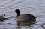 Beautiful Image With Amazing American Coot In The Lake Stock Photo