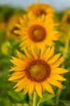 Beautiful Sunflower Stock Photo