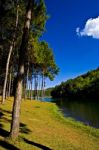 Pine Trees At Pang Ung In The Morning, Mae Hong Son, Thailand Stock Photo