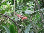 Red Iguana In Tree Stock Photo