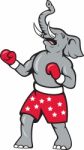 Elephant Boxer Boxing Stance Stock Photo