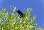 Beautiful Picture With A Blackbird Sitting Stock Photo