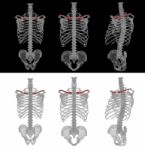 3d Render Medical Accurate Illustration Of The Clavicle Stock Photo