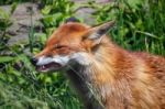 Close-up Of A Red Fox (vulpes Vulpes) Stock Photo