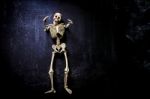 Human Skeleton Stock Photo