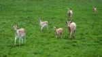 Fallow Deer (dama Dama) Stock Photo