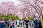 Jinhae,korea - April 2 : Jinhae Gunhangje Festival Is The Largest Cherry Blossom Festival In Korea.tourists Taking Photos Of The Beautiful Scenery Around Jinhae,korea On April 2,2016 Stock Photo