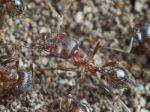 Ant Outside In The Garden Stock Photo