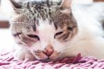 Thai Cat Lying Down At Home Stock Photo