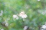 Bokeh With Freshness Of Nature Stock Photo