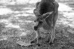 Kangaroo Outside During The Day Stock Photo