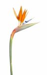 Beautiful Strelitzia Flower (isolated Over White) Stock Photo