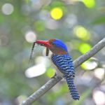 Male Banded Kingfisher Stock Photo