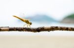 Pantala Flavescens, Yellow Dragonfly Stock Photo