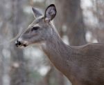 Beautiful Isolated Photo Of A Deer Stock Photo