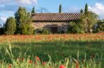 Val D'orcia Tuscany/italy - May 19 : Poppy Field In Tuscany On M Stock Photo