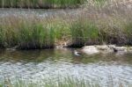 Black-winged Stilt, Common Stilt, Or Pied Stilt (himantopus Hima Stock Photo