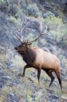 Elk Or Wapiti (cervus Canadensis) Stock Photo