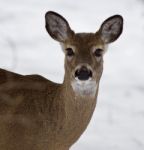 Beautiful Portrait Of A Wild Deer In The Snowy Forest Stock Photo