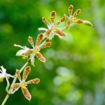 Staurochilus Orchid Stock Photo