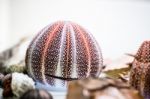 Dried Sea Urchin Stock Photo