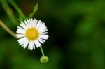 Daisy Flower On Green Background Stock Photo