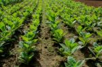 Field Of Tobacco Stock Photo