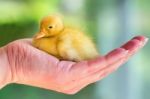 Newborn Yellow Duckling Sitting On Hand Stock Photo