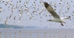 Flying Seagull Stock Photo